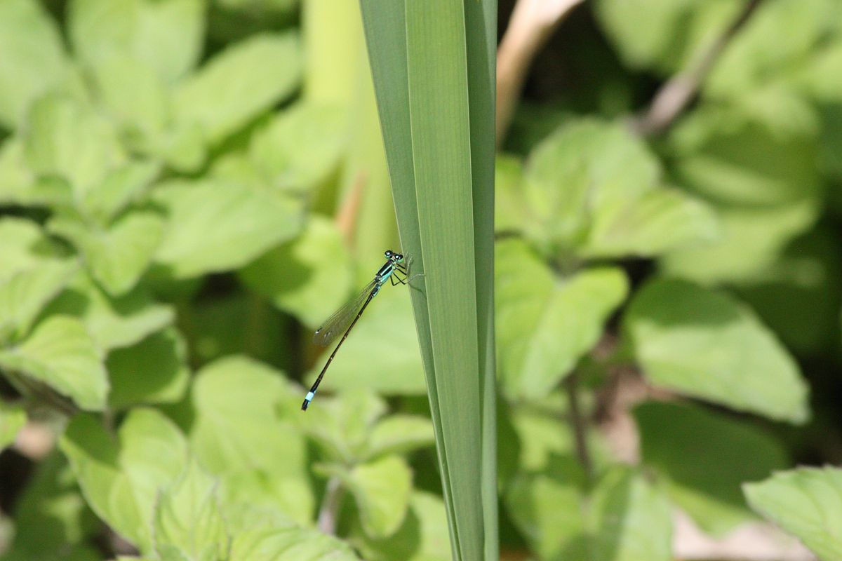 Ischnura elegans  - Anna Elisa Marchetti