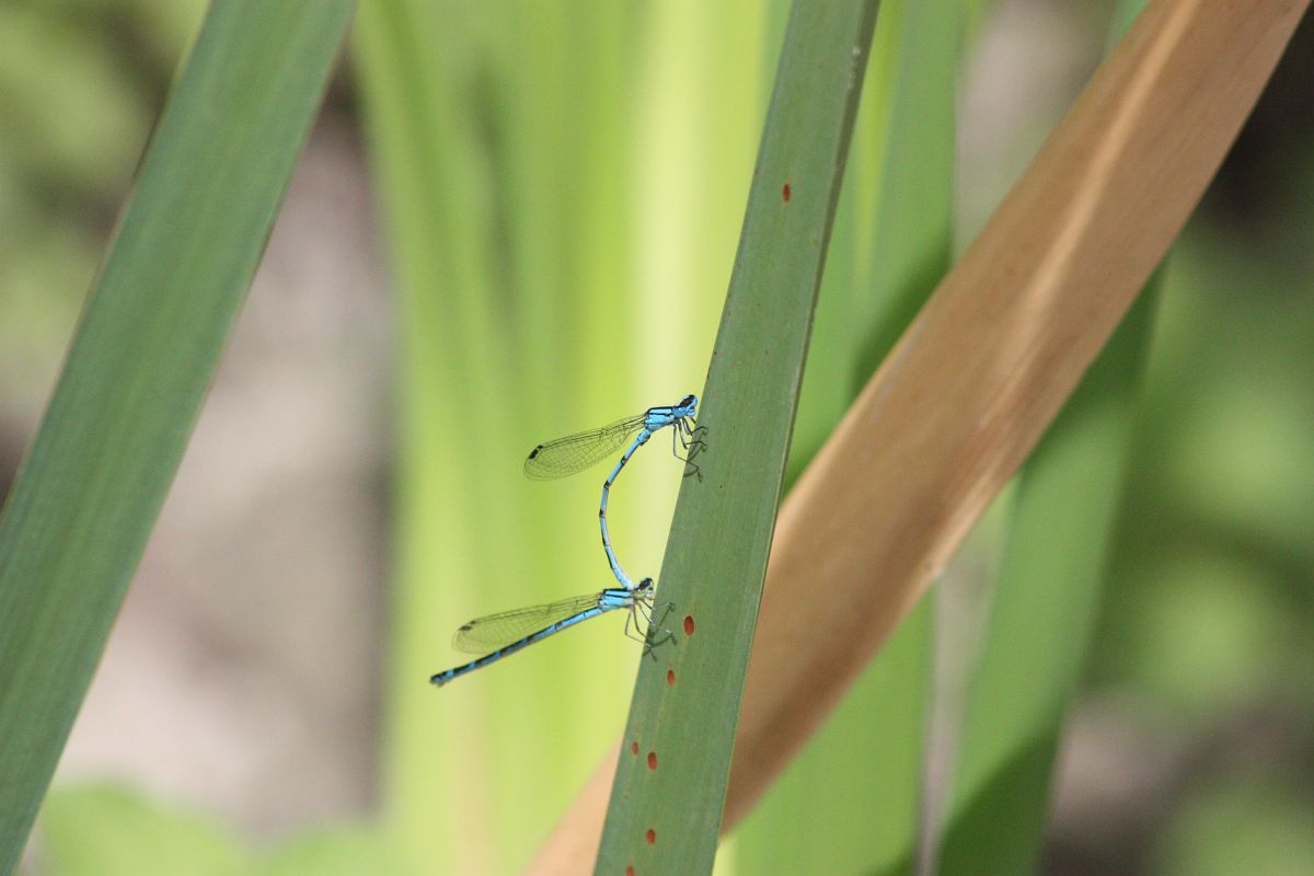 Enallagma cyathigerum  - Anna Elisa Marchetti