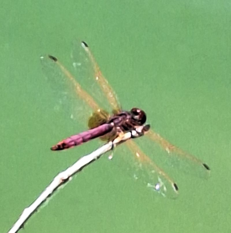 Trithemis annulata  - Anna Elisa Marchetti
