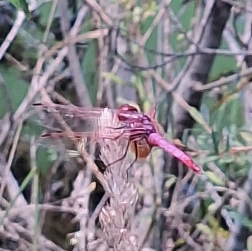 Trithemis annulata  - Anna Elisa Marchetti