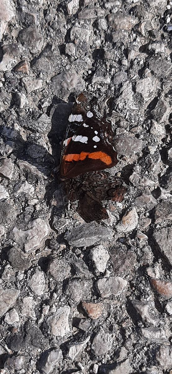 Vanessa atalanta  - Giacomo Sgorlon
