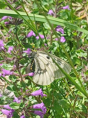 Parnassius mnemosyne  - Francesca Tami (FVG)