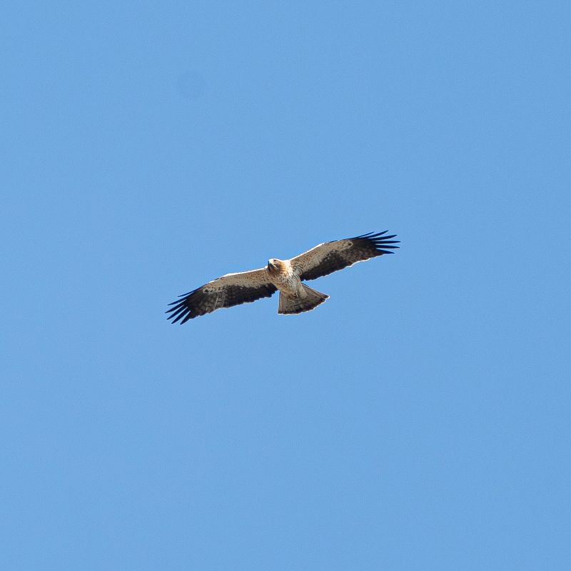 Aquila minore  - Francesco Ferrara
