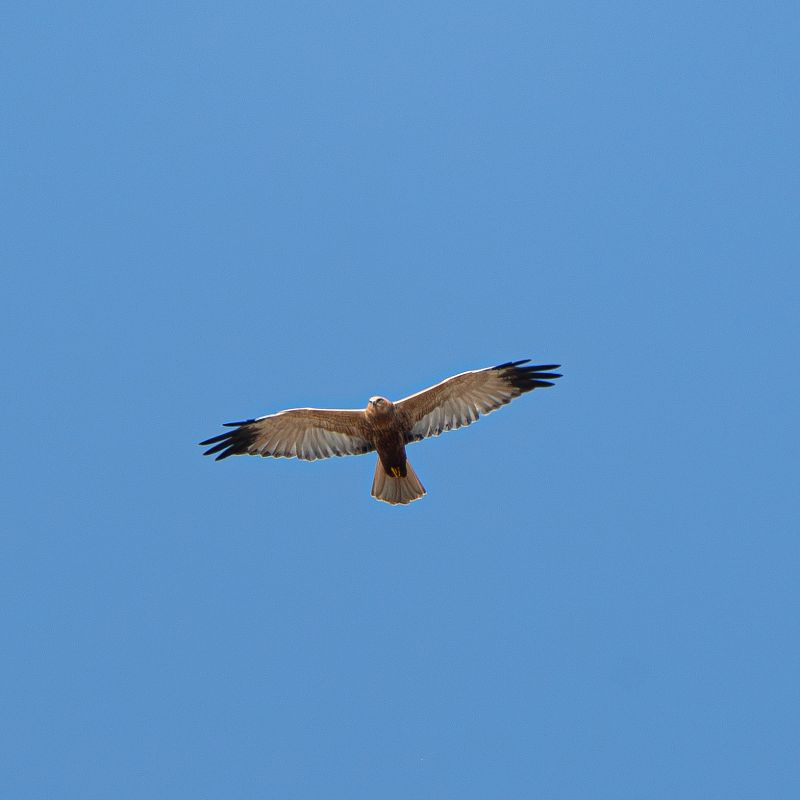 Falco di palude  - Francesco Ferrara