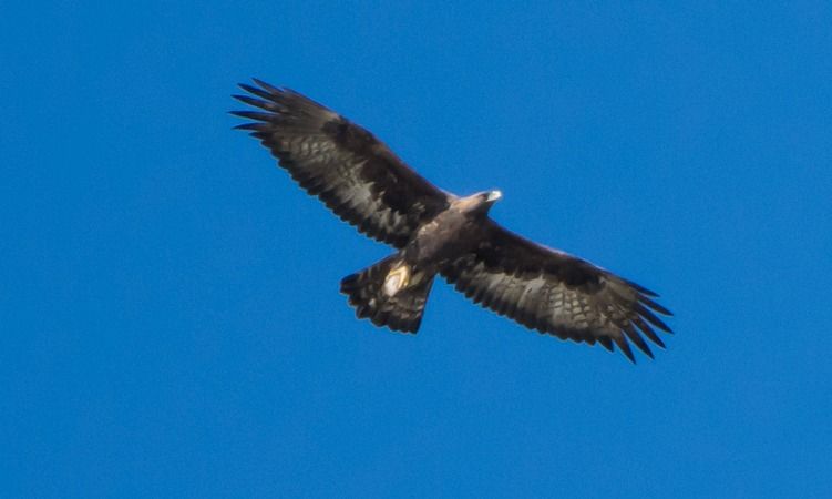 Aquila reale  - Giovanni Fontana