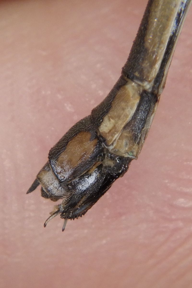 Lestes parvidens  - Fausto Leandri