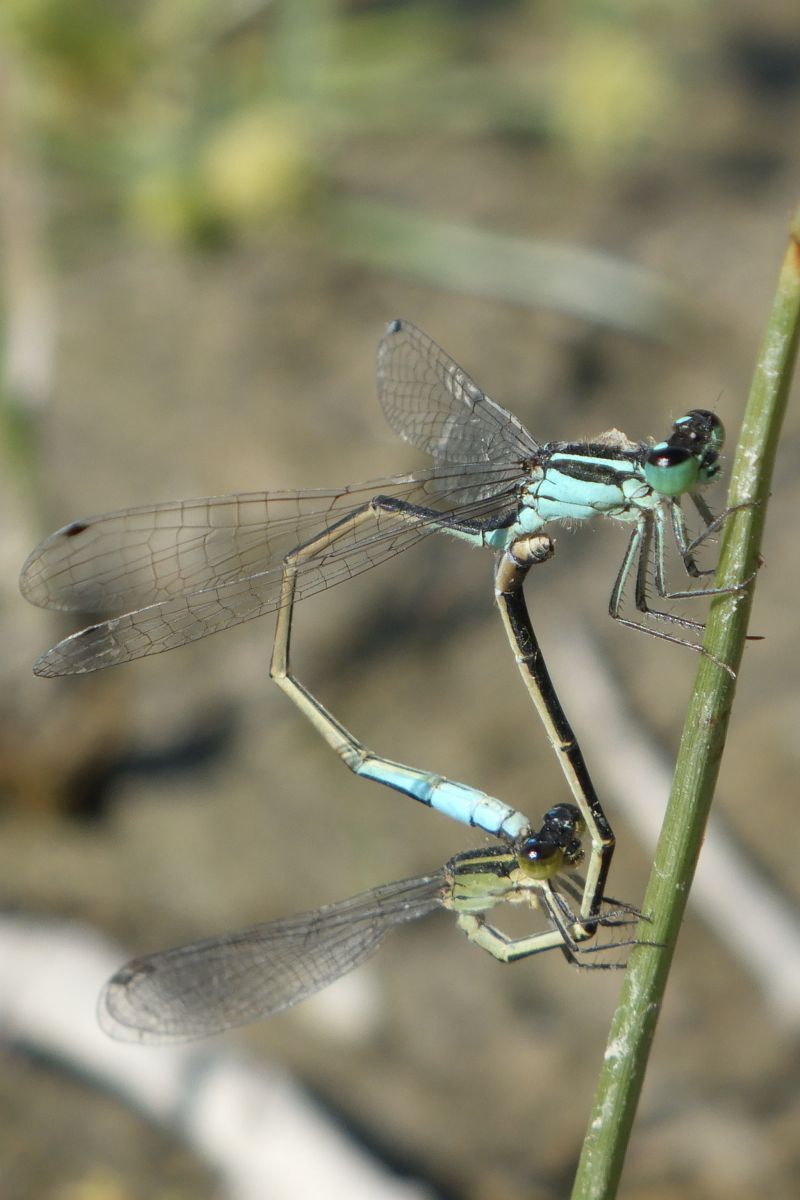 Ischnura elegans  - Fausto Leandri