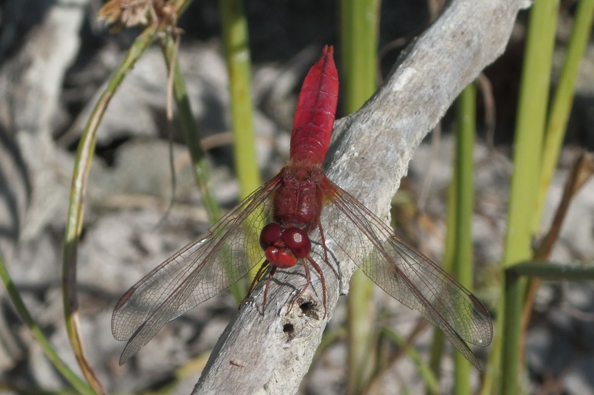 Crocothemis erythraea  - Fausto Leandri