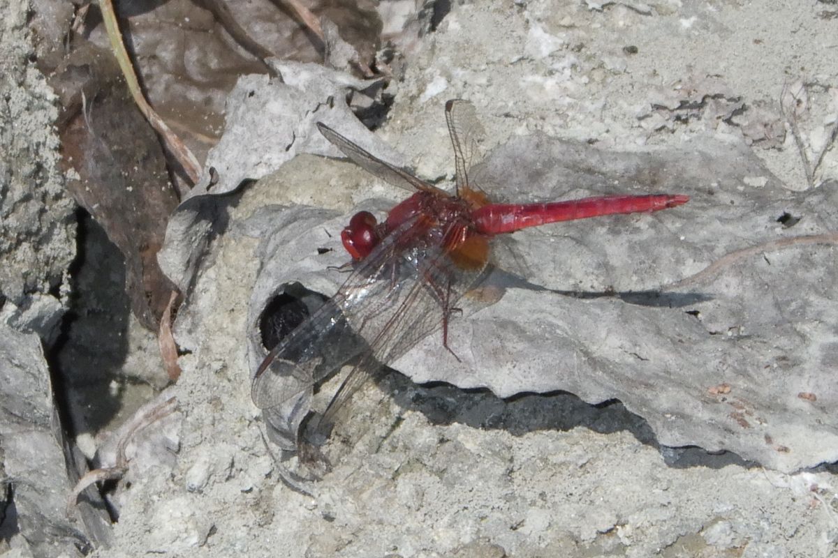 Crocothemis erythraea  - Fausto Leandri