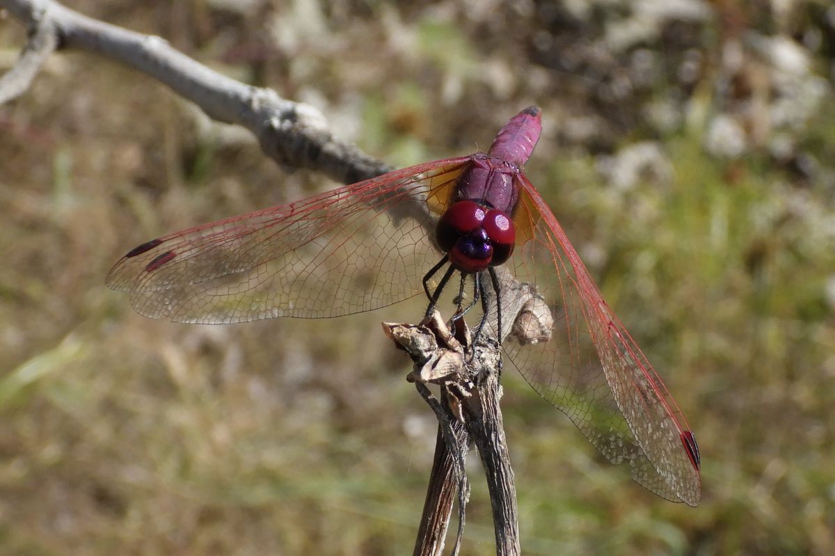 Trithemis annulata  - Fausto Leandri