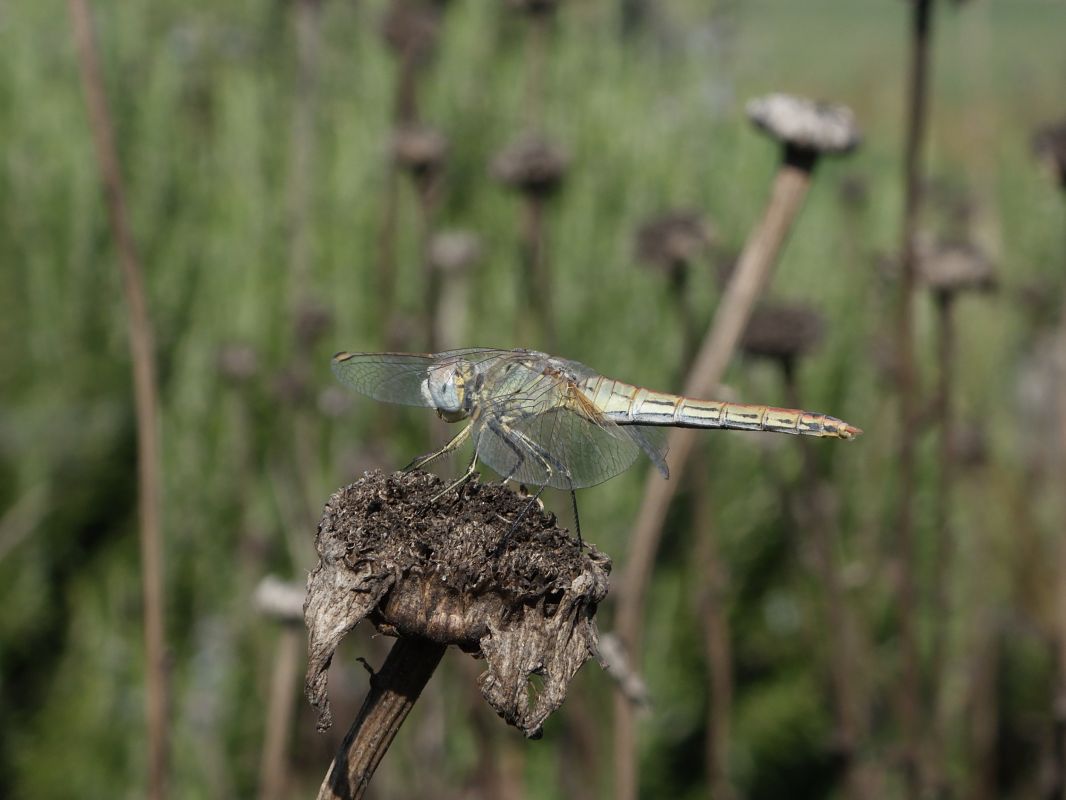 Sympetrum fonscolombei  - Fausto Leandri