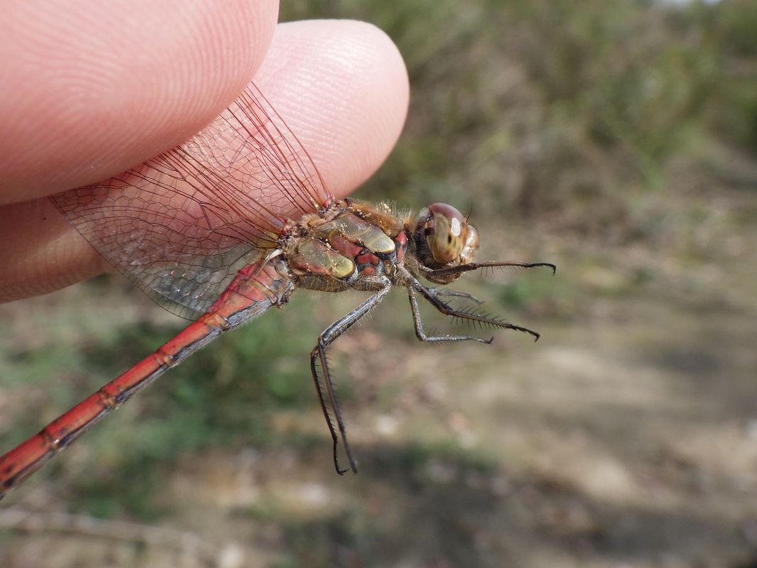 Sympetrum striolatum  - Fausto Leandri