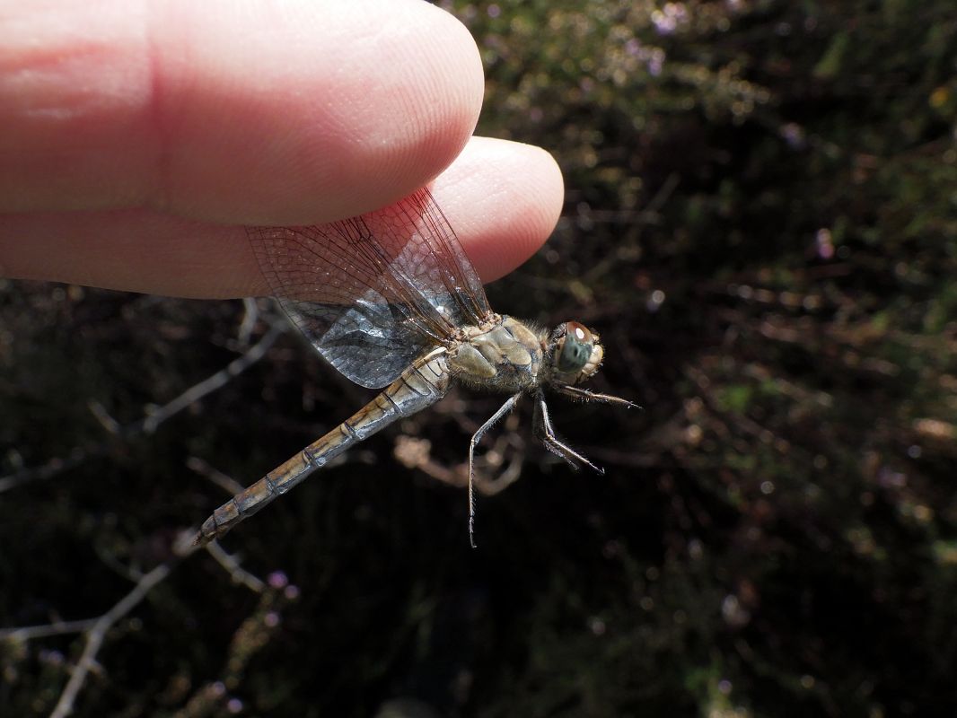 Sympetrum striolatum  - Fausto Leandri