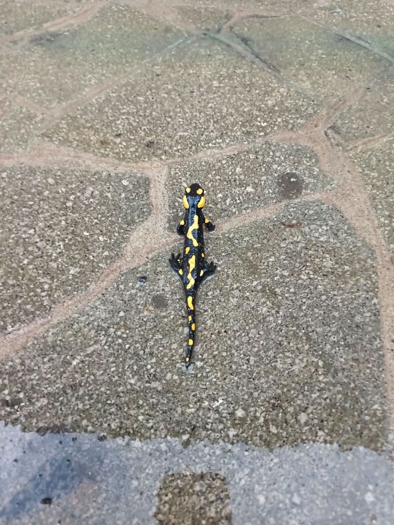 Salamandra pezzata  - Massimo Enrico Ferrario
