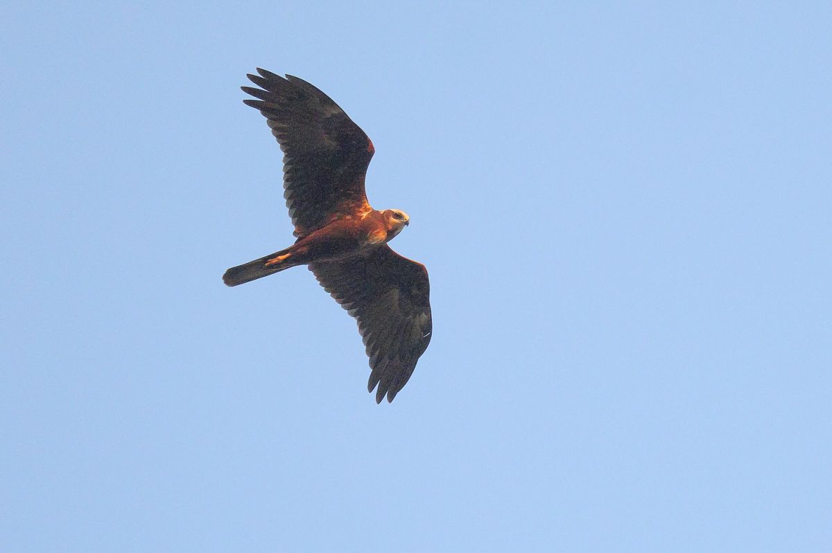 Falco di palude  - Fabio Moretto