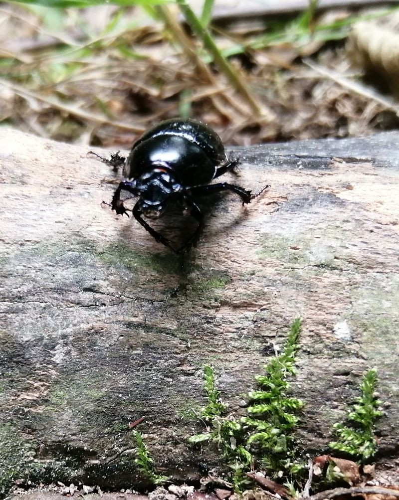Coleoptera sp.  - Gianpaolo Corti