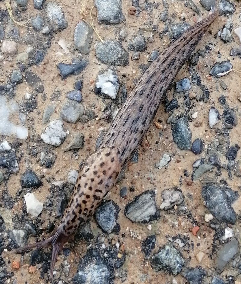 Limax maximus  - Gianpaolo Corti