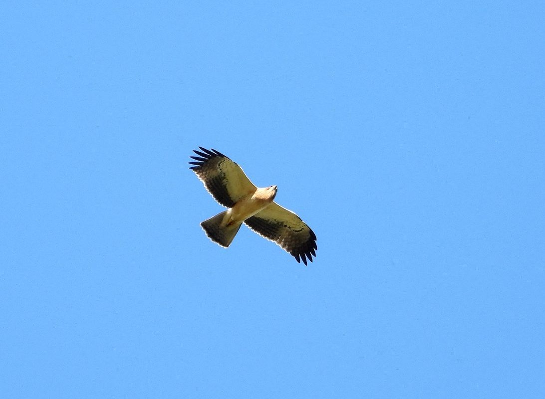 Aquila minore  - Federico Fanesi