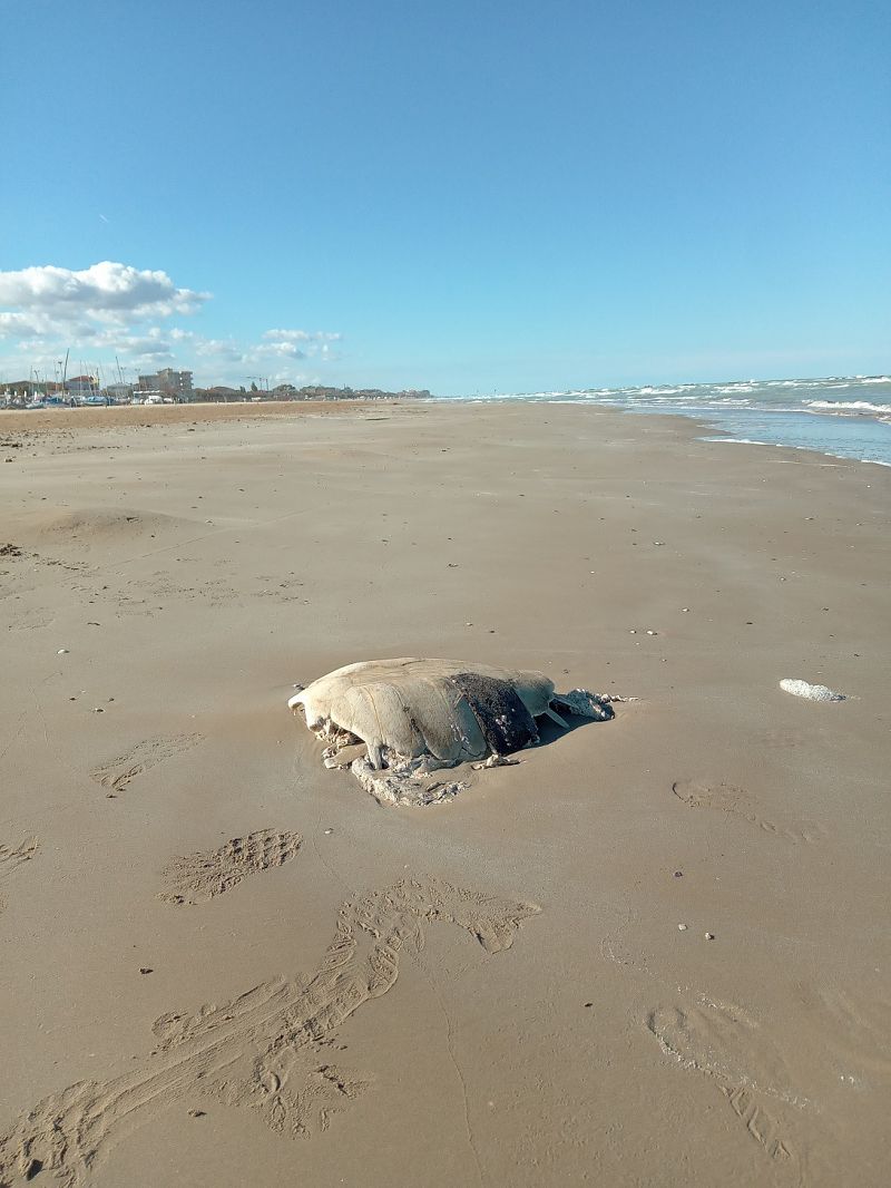 Tartaruga caretta  - Federico Fanesi