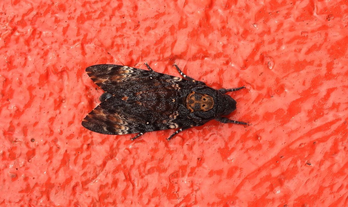 Acherontia atropos  - Federico Fanesi