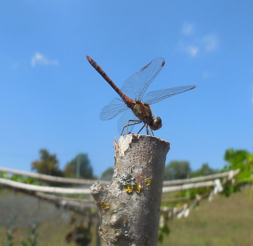 Sympetrum striolatum  - Elvire Laurens
