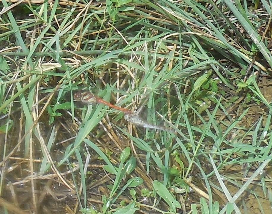 Sympetrum striolatum  - Elvire Laurens