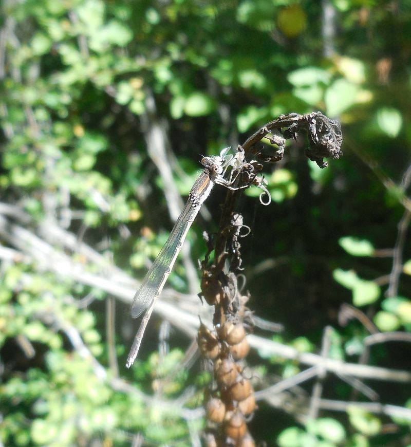 Sympecma fusca  - Elvire Laurens