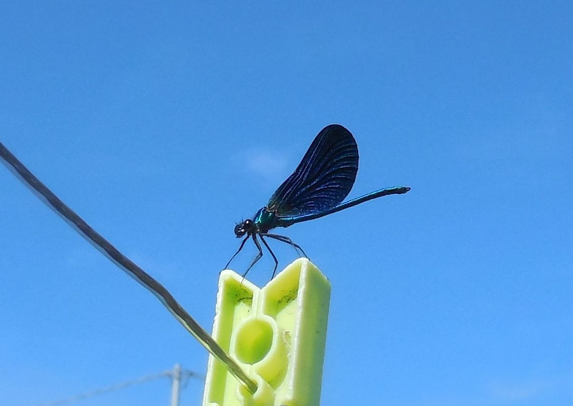 Calopteryx virgo  - Elvire Laurens