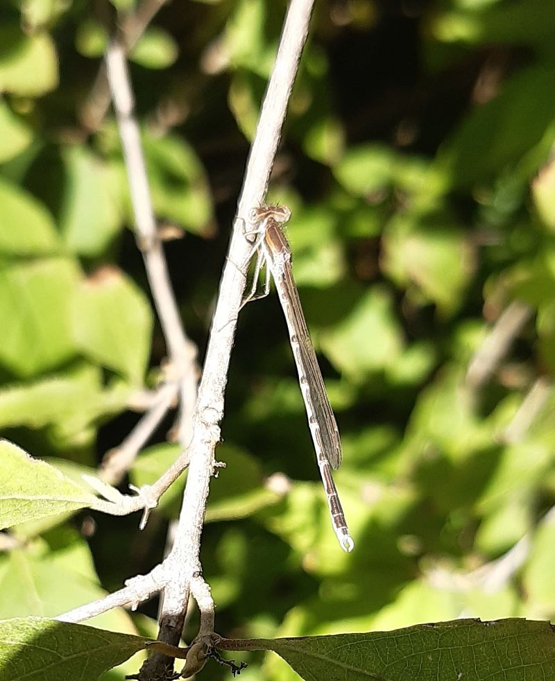 Sympecma fusca  - Elvire Laurens