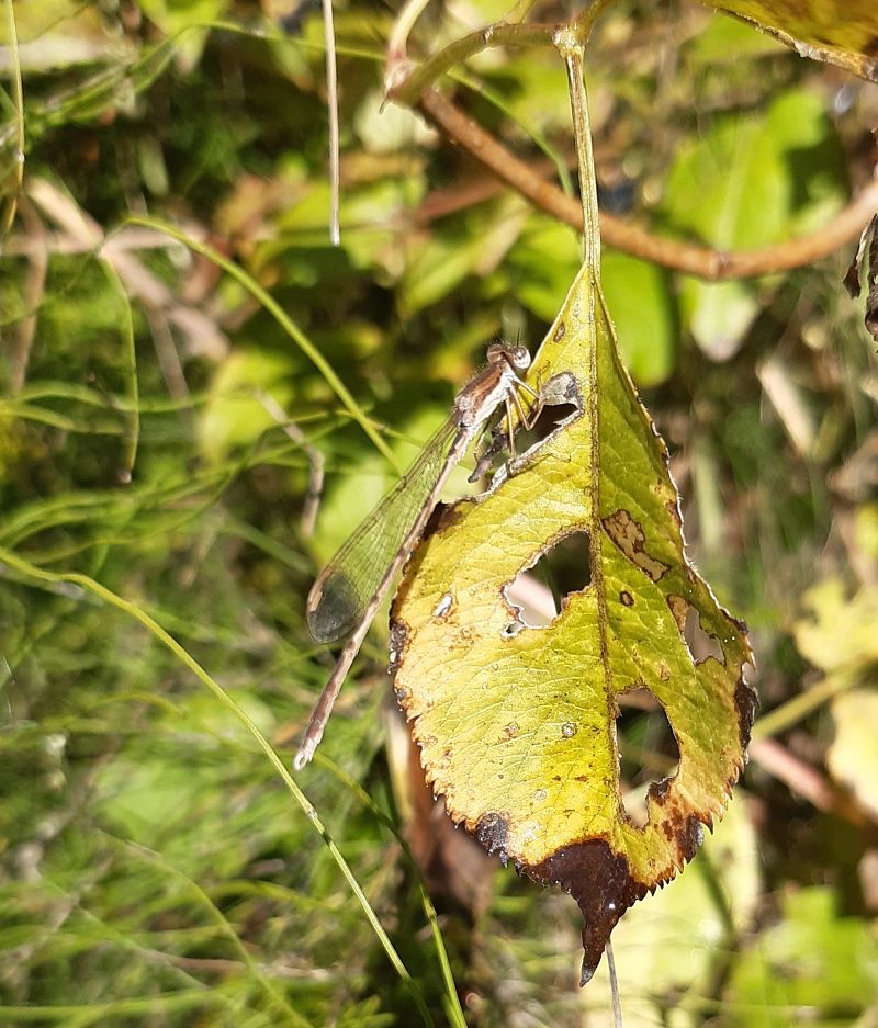 Sympecma fusca  - Elvire Laurens