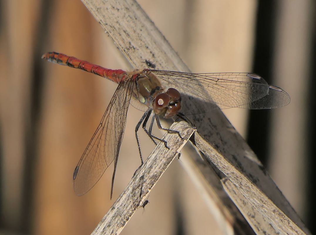 Sympetrum striolatum  - Fabio Angeli