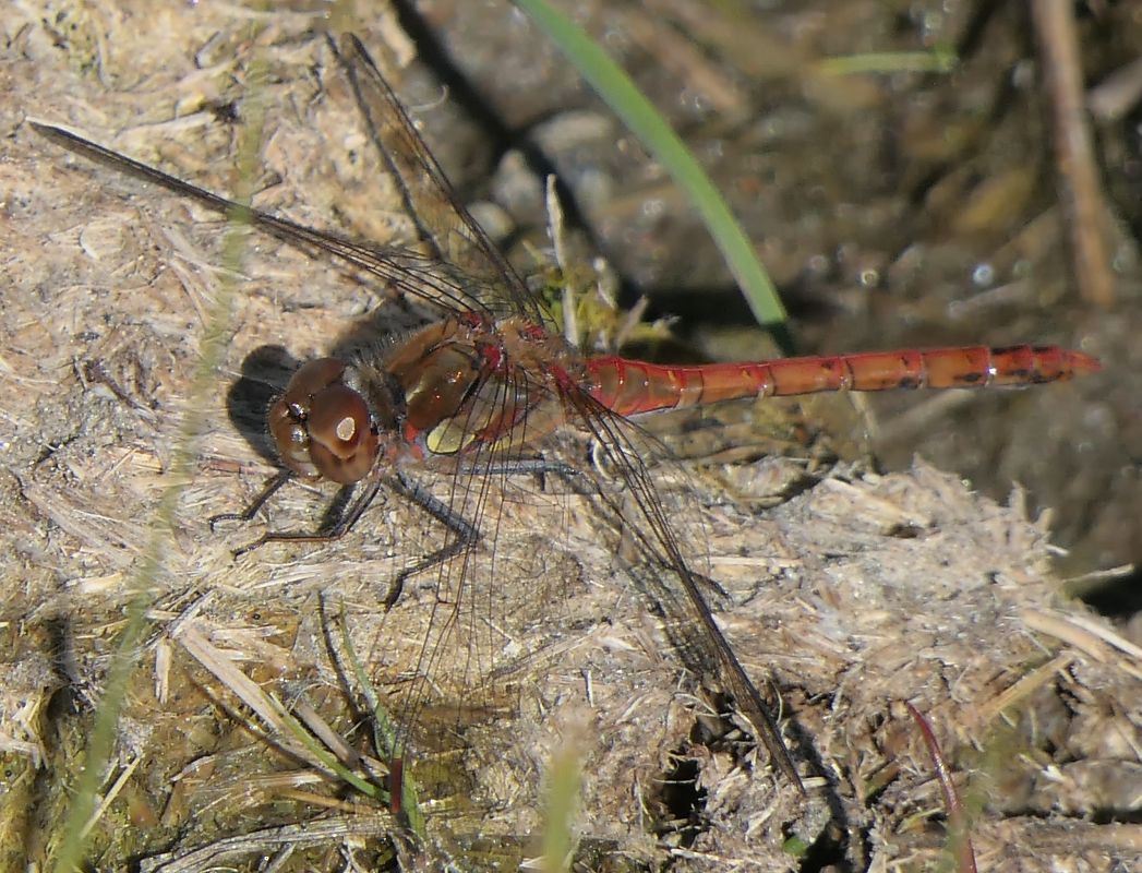 Sympetrum striolatum  - Fabio Angeli