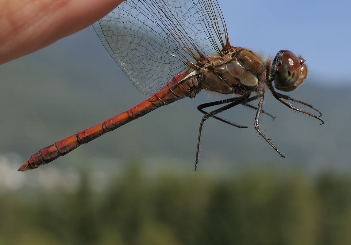 Sympetrum striolatum  - Fabio Angeli