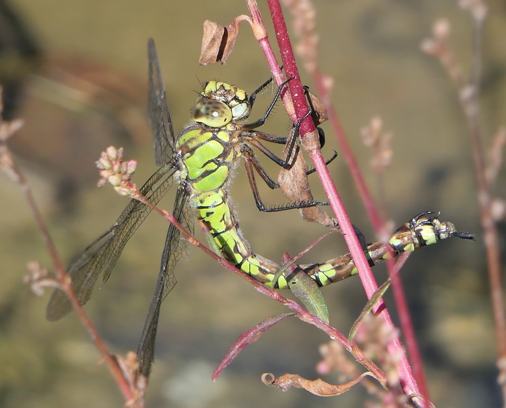 Aeshna cyanea  - Fabio Angeli