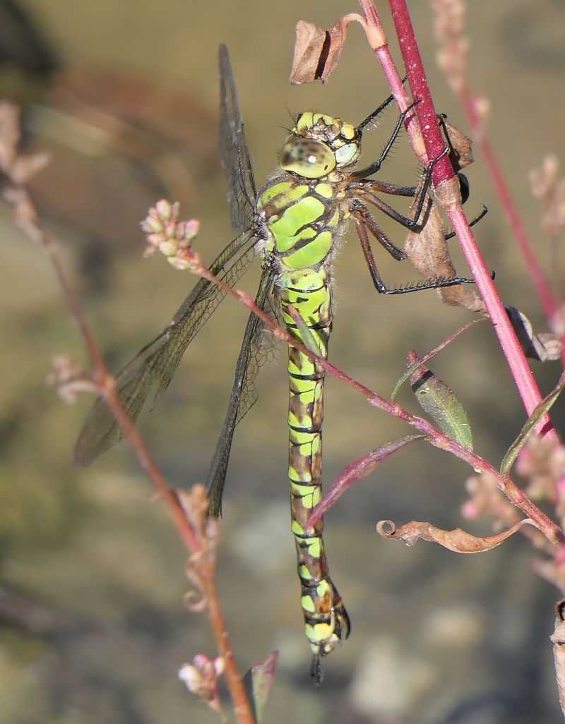 Aeshna cyanea  - Fabio Angeli