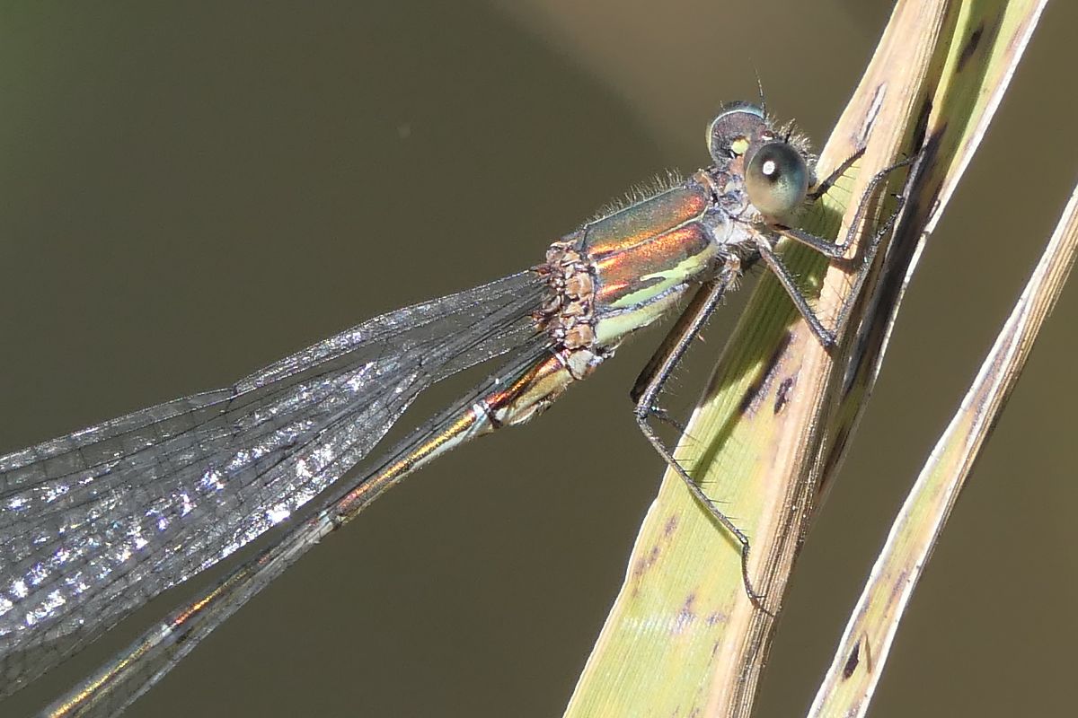 Chalcolestes viridis  - Fabio Angeli