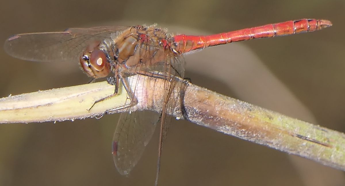 Sympetrum vulgatum  - Fabio Angeli