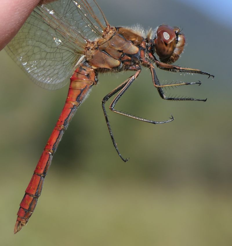 Sympetrum vulgatum  - Fabio Angeli