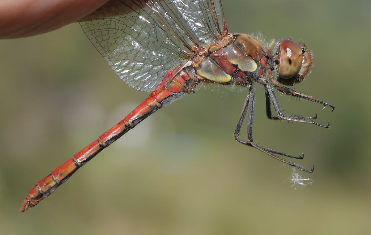 Sympetrum striolatum  - Fabio Angeli