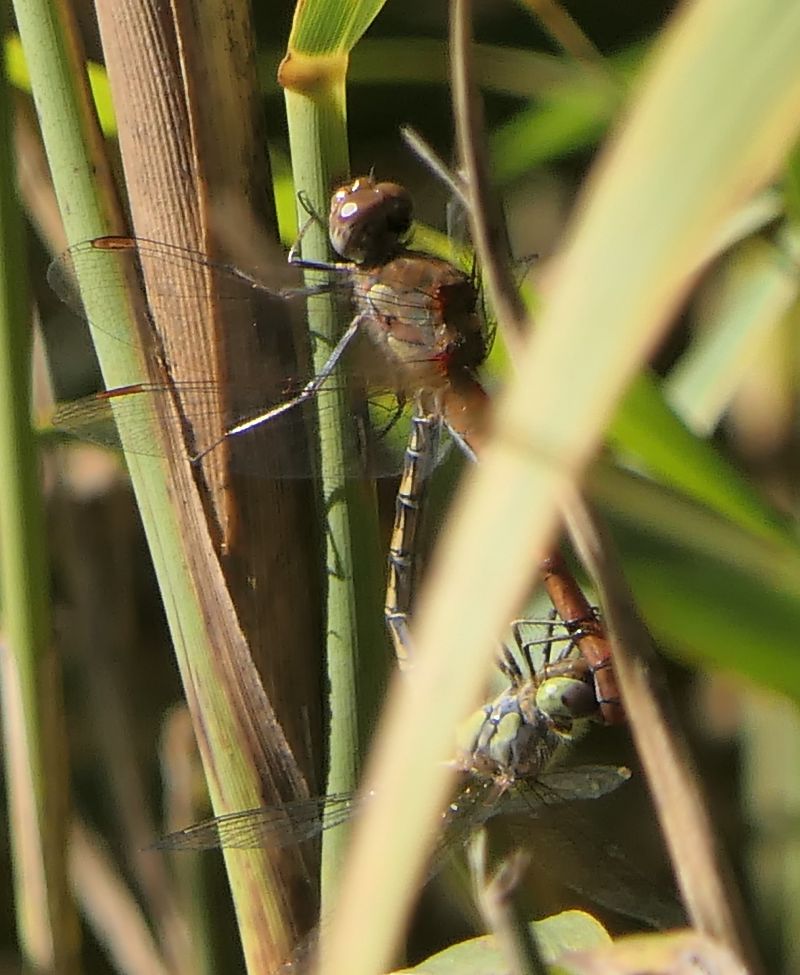 Sympetrum striolatum  - Fabio Angeli
