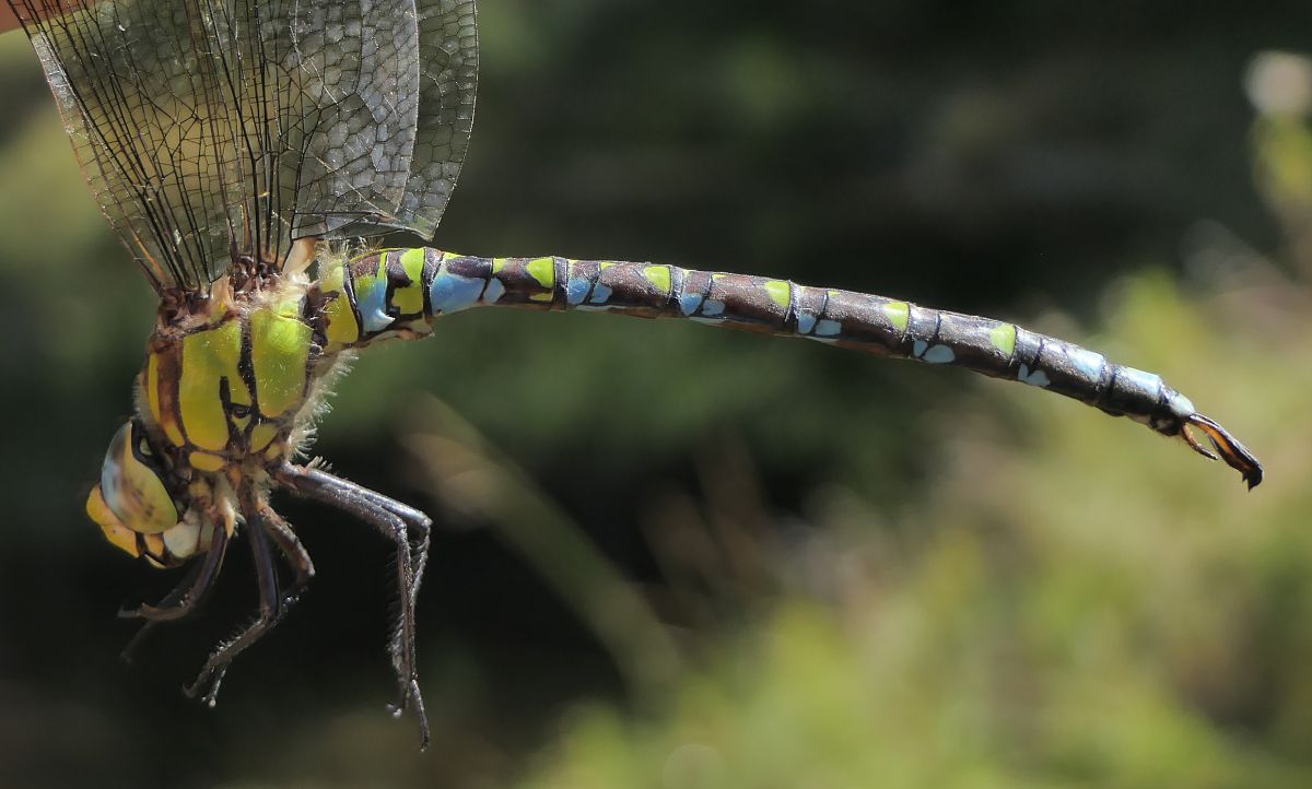 Aeshna cyanea  - Fabio Angeli