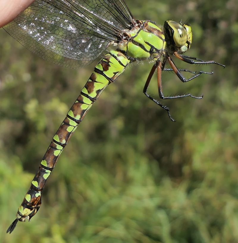 Aeshna cyanea  - Fabio Angeli