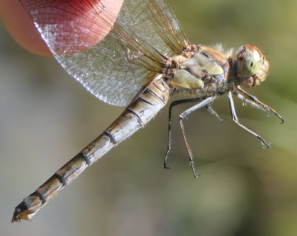 Sympetrum striolatum  - Fabio Angeli
