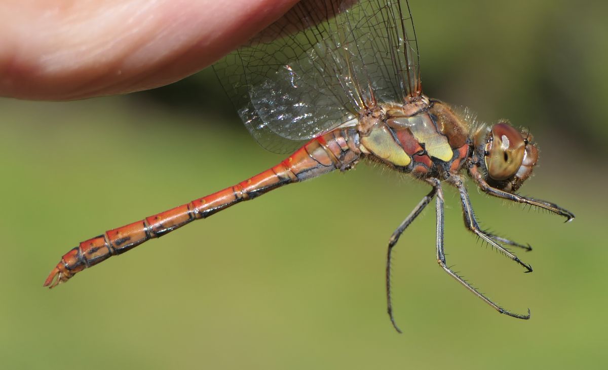 Sympetrum striolatum  - Fabio Angeli
