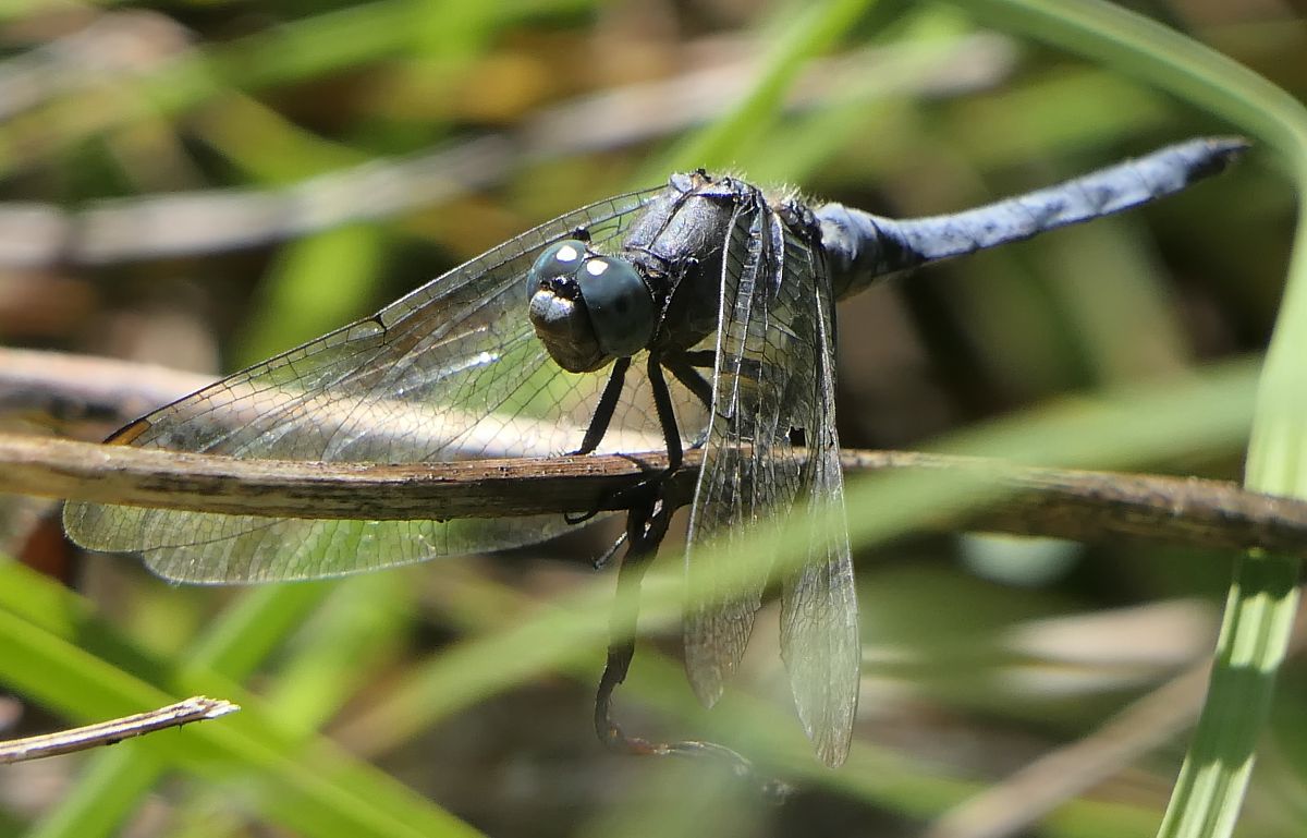 Orthetrum coerulescens  - Fabio Angeli