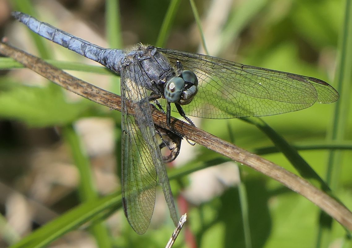 Orthetrum coerulescens  - Fabio Angeli