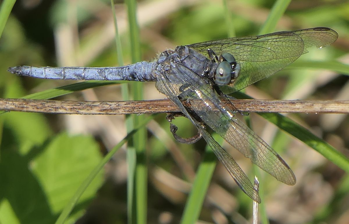 Orthetrum coerulescens  - Fabio Angeli