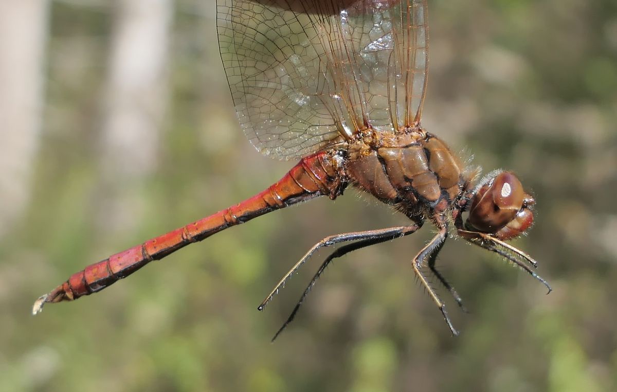Sympetrum striolatum  - Fabio Angeli