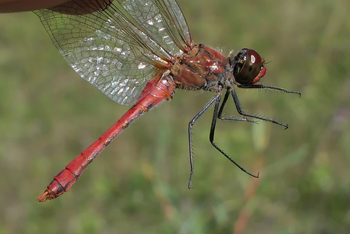 Sympetrum sanguineum  - Fabio Angeli