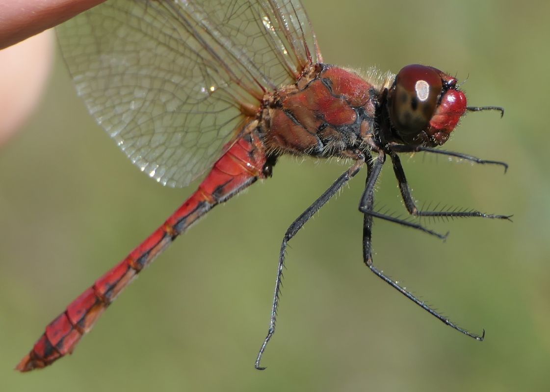 Sympetrum sanguineum  - Fabio Angeli